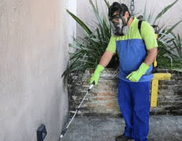 Dedetizadora em Siciliano