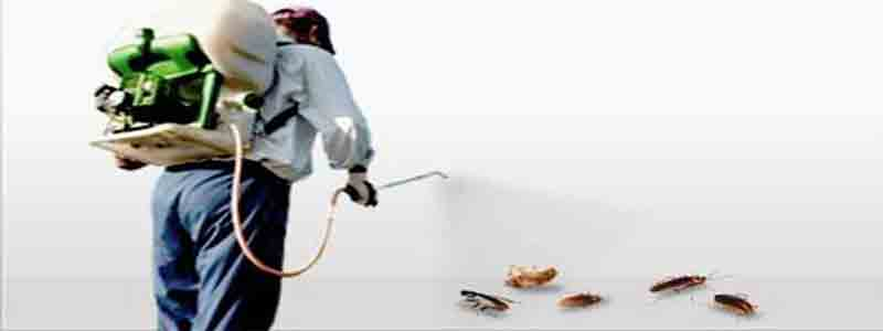 Dedetizadora em Siciliano